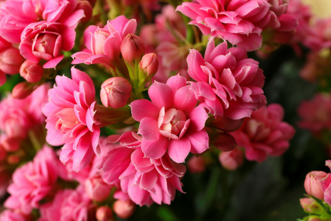 Обои картинки фото цветы, каланхоэ, розовые, макро