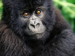 Картинка gorilla thrilla животные обезьяны
