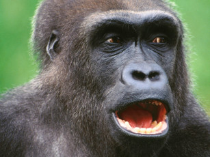 Картинка lowland gorilla животные обезьяны