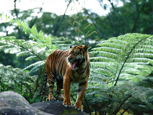 Картинка master of his domain sumatran tiger животные тигры