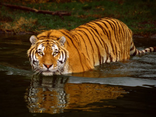 обоя swimming, tiger, животные, тигры