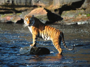 Картинка the director bengal tiger животные тигры