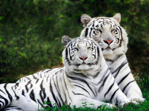 Картинка white phase bengal tigers животные тигры