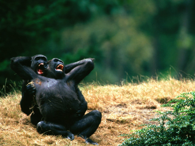 Обои картинки фото duet, western, lowland, gorillas, животные, обезьяны