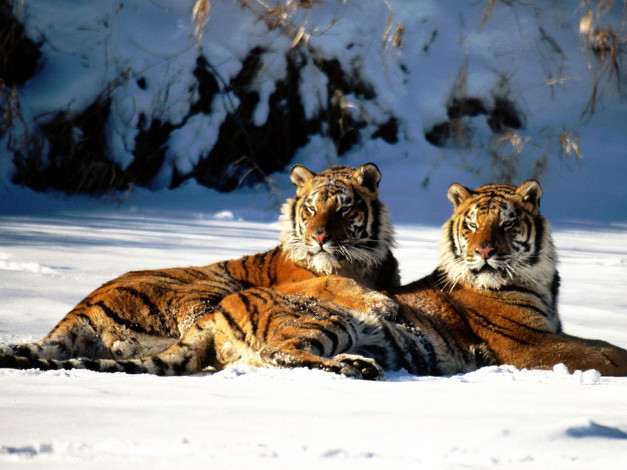 Обои картинки фото lounging, siberian, tiger, pair, животные, тигры