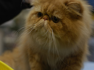 Картинка кот выставки 15 животные коты