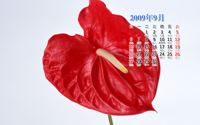 Обои картинки фото календари, цветы