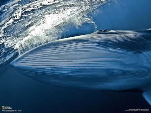 Картинка животные киты кашалоты