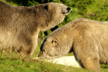 Картинка животные медведи пара большие