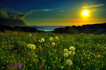 Картинка природа восходы закаты море побережье закат пейзаж луг одуванчики
