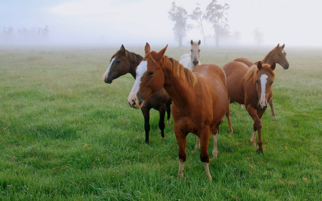 Обои картинки фото животные, лошади, трава, туман, поле, утро