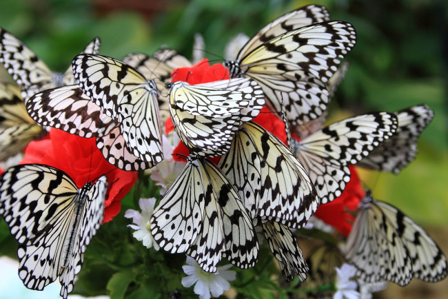 Обои картинки фото животные, бабочки, крылья, пестрый, много