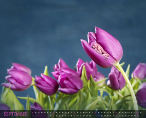 Картинка календари дети тюльпаны сон малыш