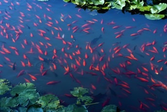 Картинка животные рыбы кои река