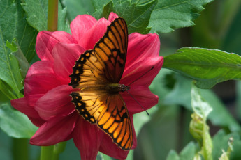 Картинка животные бабочки крылья георгин