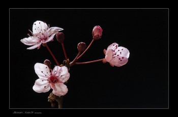 Картинка цветы цветущие деревья кустарники вишня