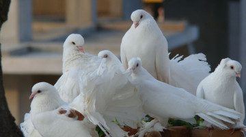 Картинка животные голуби