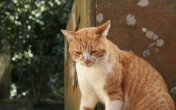 Картинка животные коты рыжий кот кошка
