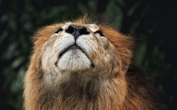 Картинка животные львы лев природа фон