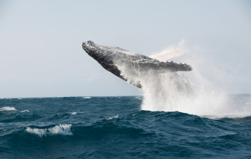 Картинка животные киты кашалоты брызги океан прыжок