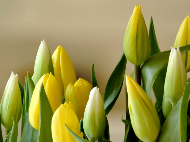 Обои картинки фото цветы, тюльпаны, бутоны, желтый