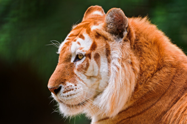 Обои картинки фото животные, тигры, лигр, профиль, золотой, тигр