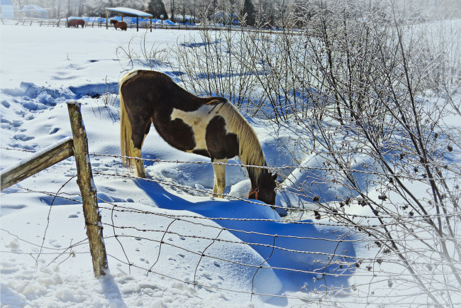 Обои картинки фото животные, лошади, снег, лошадь