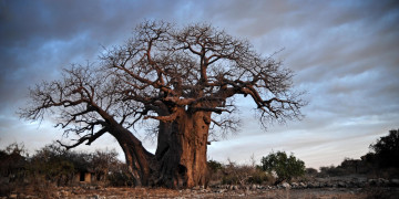 Картинка баобаб природа деревья саванна дерево