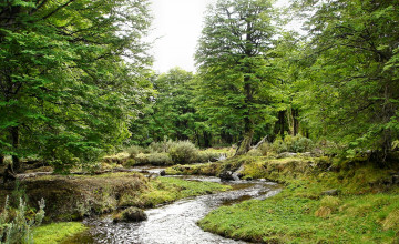 Картинка tierra del fuego природа реки озера река лес зелень лето трава