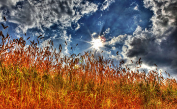 Картинка природа пейзажи солнце облака колосья поле