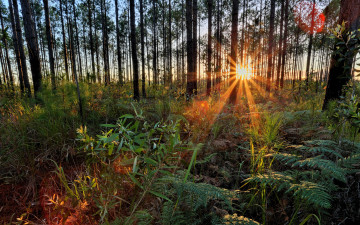 Картинка природа восходы закаты лучи солнце лес стволы трава папоротники