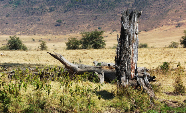 Обои картинки фото tanzania, ngorongoro, np, природа, другое, африка, трава, коряга, саванна