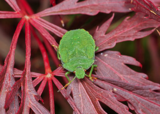 Картинка животные насекомые жук насекомое зелёный клоп