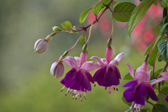 Картинка цветы фуксия цветение fuchsia flowering