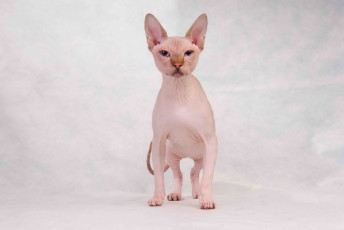 Картинка животные коты морщины розовый сфинкс кот