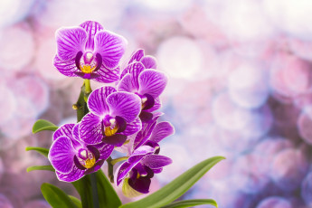Картинка цветы орхидеи цветение
