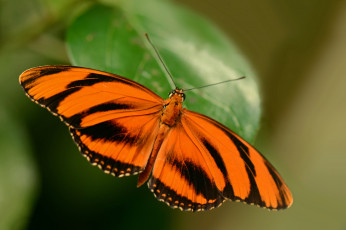 Картинка животные бабочки бабочка коричневая
