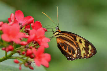 Картинка животные бабочки бабочка красные зелёный фон цветы