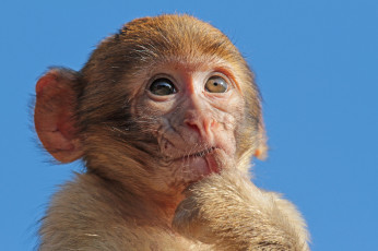 Картинка животные обезьяны обезьяна маленькая небо макака