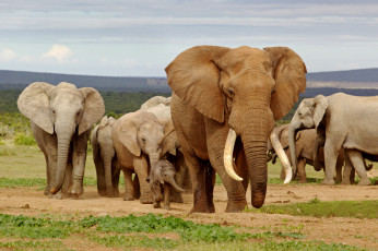 обоя животные, слоны, elephants, африка, africa