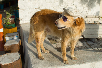 Картинка животные собаки собачка очки кепи