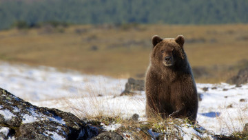 Картинка животные медведи фон природа