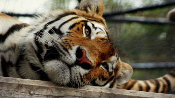 Картинка животные тигры тигр сон
