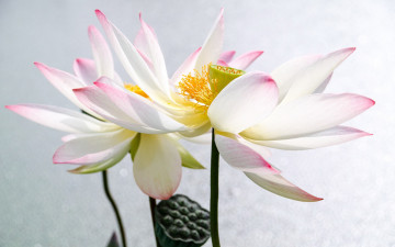 Картинка цветы лотосы бело-розовые блики