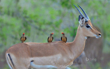 Картинка животные антилопы взгляд рога