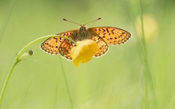 Картинка животные бабочки фон бабочка желтый цветок