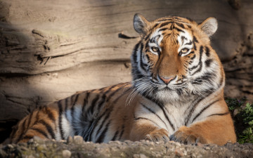 Картинка животные тигры кошка амурский тигр отдых