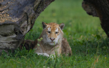 Картинка животные тигры кошка золотой тигр тигрёнок мокрый коряга трава