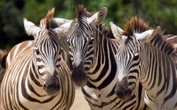 Картинка животные зебры зебра полосатики