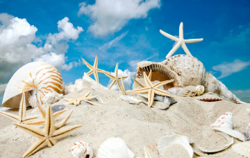 Картинка разное ракушки +кораллы +декоративные+и+spa-камни sky sand summer sunshine sea beach starfishes seashells море солнце песок пляж звезды